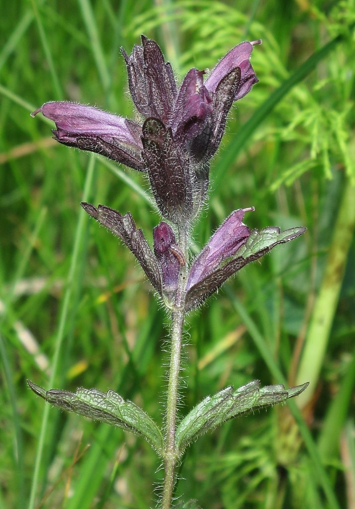 Bartsia alpina